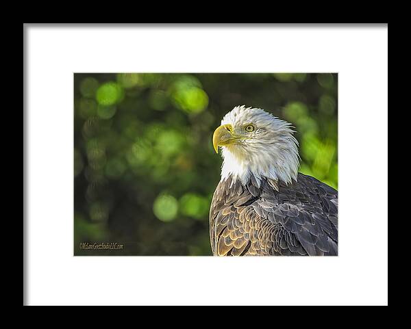 Eagle Framed Print featuring the photograph American Bald Eagle #2 by LeeAnn McLaneGoetz McLaneGoetzStudioLLCcom