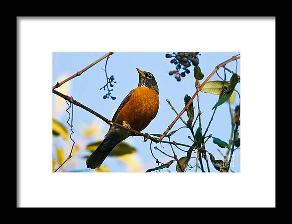 American Robin Framed Print featuring the photograph American Robin #2 by Ron Sanford