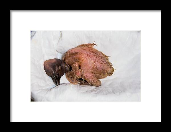 Andean Condor Framed Print featuring the photograph Andean Condor Conservation Project #2 by Philippe Psaila/science Photo Library