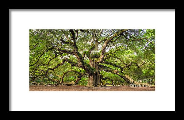 #faatoppicks Framed Print featuring the photograph Angel Oak Tree of Life #2 by Dustin K Ryan