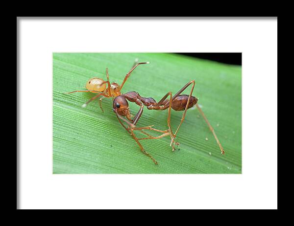 Nobody Framed Print featuring the photograph Ant-mimic Crab Spider With Prey #2 by Melvyn Yeo