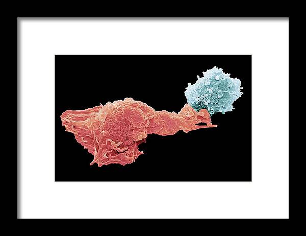 Activating Framed Print featuring the photograph Antigen Presentation #2 by Steve Gschmeissner