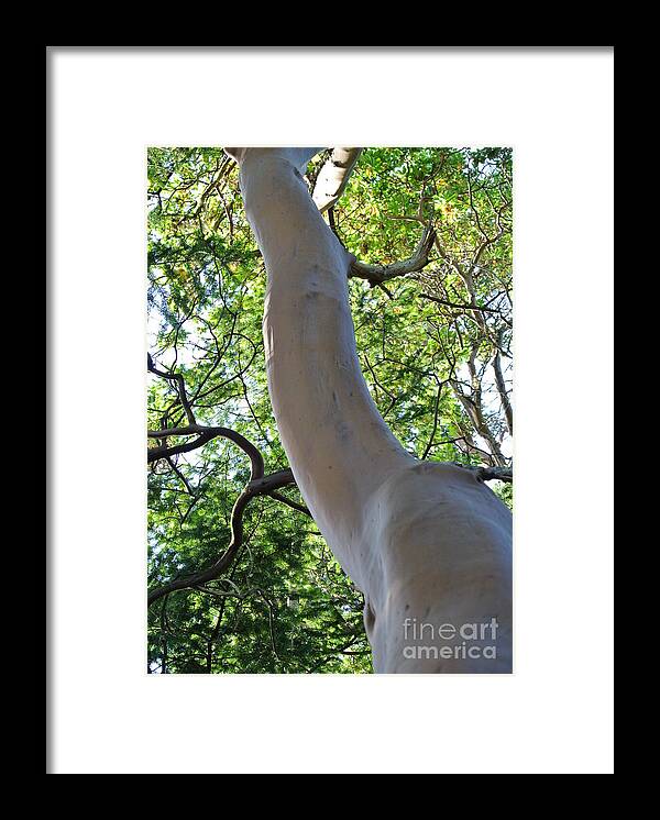  Framed Print featuring the photograph Arbutus by Sharron Cuthbertson