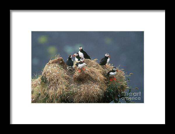 Atlantic Puffin Framed Print featuring the photograph Atlantic Puffins #2 by Art Wolfe
