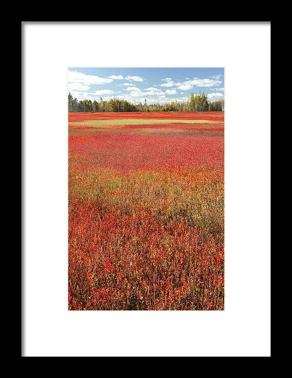 Feb0514 Framed Print featuring the photograph Autumn Blueberry Field Maine #2 by Scott Leslie