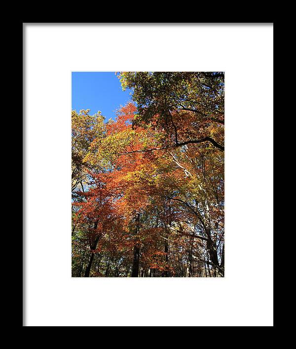 Art Framed Print featuring the photograph Autumn Trees #3 by Frank Romeo