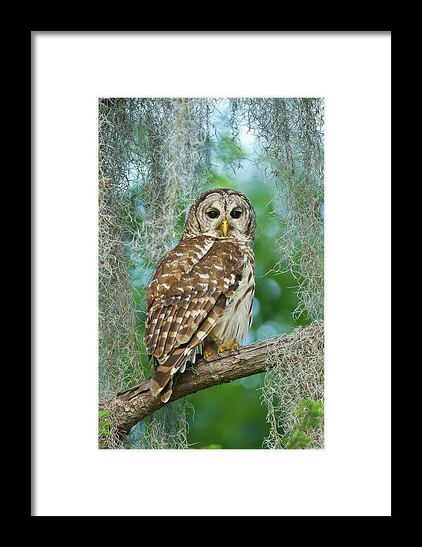 Barred Owl Framed Print featuring the photograph Barred Owl (strix Varia #2 by Larry Ditto
