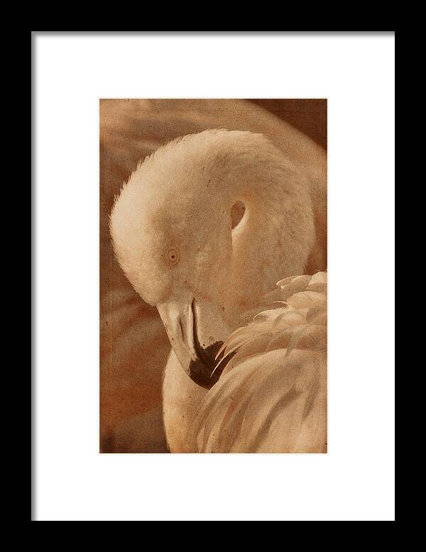 American Flamingo Framed Print featuring the photograph Basking in the Light by Theo O'Connor