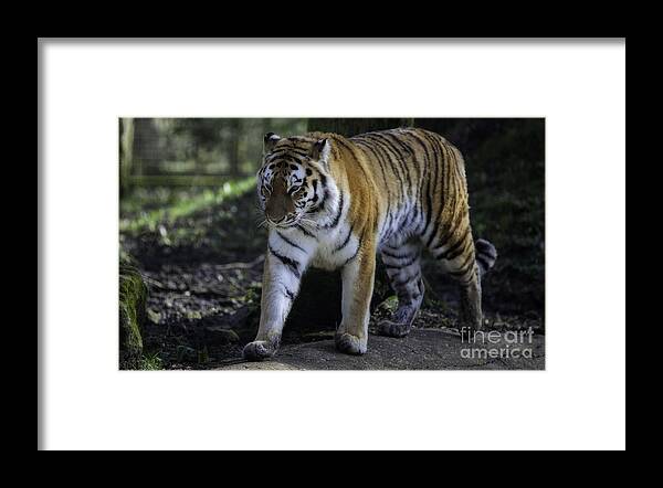 Bengal Framed Print featuring the photograph Bengal Tiger #2 by Nigel Jones