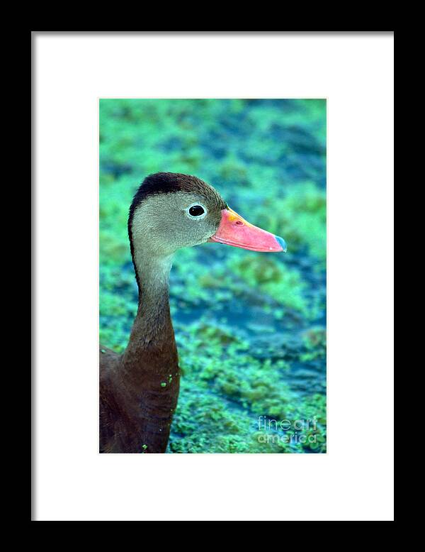 Nature Framed Print featuring the photograph Black-bellied Whistling-duck #2 by Mark Newman