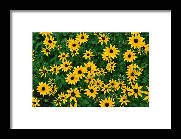  Framed Print featuring the photograph Black-eyed Susans #2 by Dana Sohr