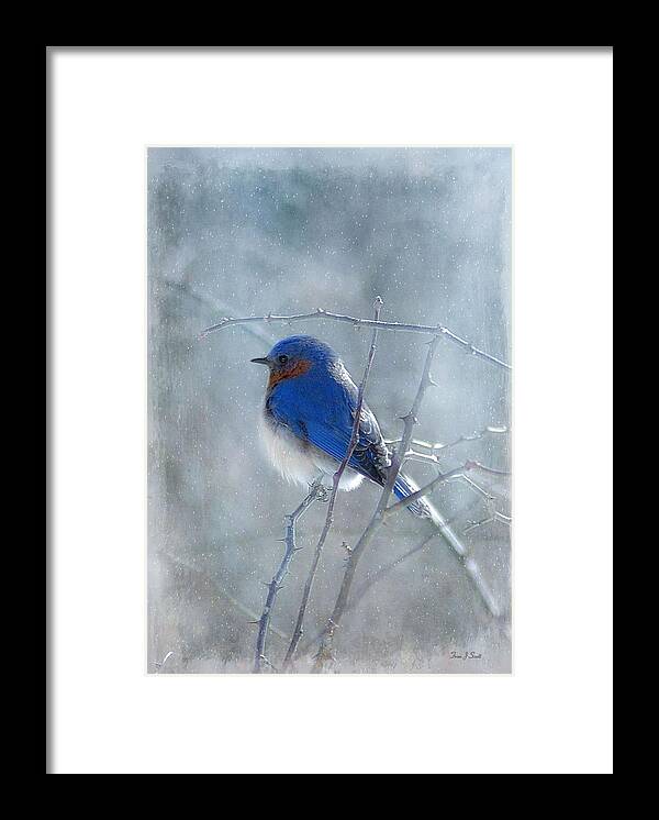 Birds Framed Print featuring the photograph Blue Bird by Fran J Scott