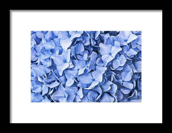 Flowers Framed Print featuring the photograph Blue #2 by Cathy Kovarik