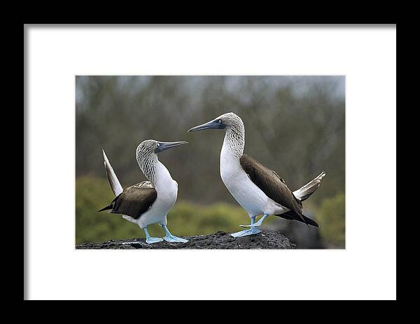 Feb0514 Framed Print featuring the photograph Blue-footed Boobies Courting Galapagos #2 by Tui De Roy