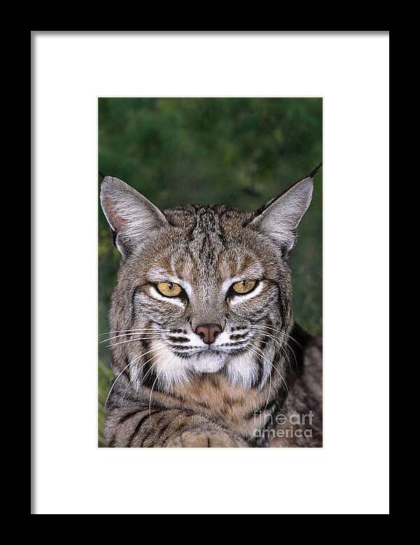 Bobcat Framed Print featuring the photograph Bobcat Portrait Wildlife Rescue #2 by Dave Welling