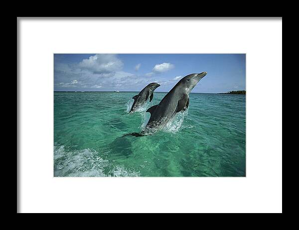 Feb0514 Framed Print featuring the photograph Bottlenose Dolphin Pair Leaping Honduras #2 by Konrad Wothe