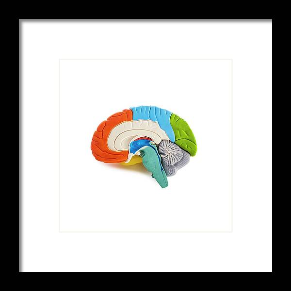 Brain Framed Print featuring the photograph Brain Anatomy Model #2 by Science Photo Library