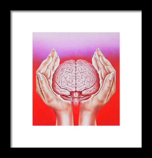 Organ Framed Print featuring the photograph Brain Protection by John Bavosi