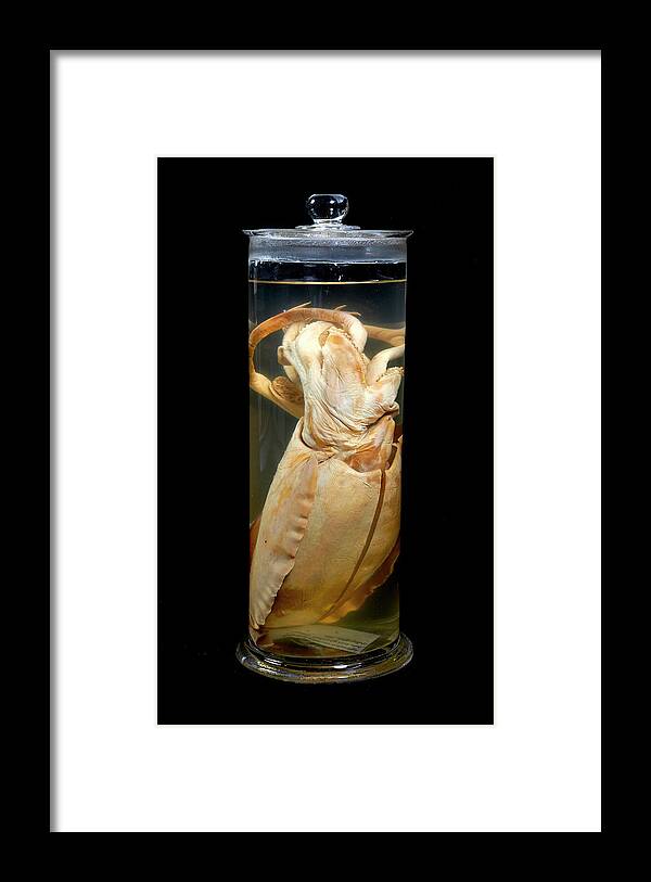 Animal Framed Print featuring the photograph Broadclub Cuttlefish #2 by Natural History Museum, London