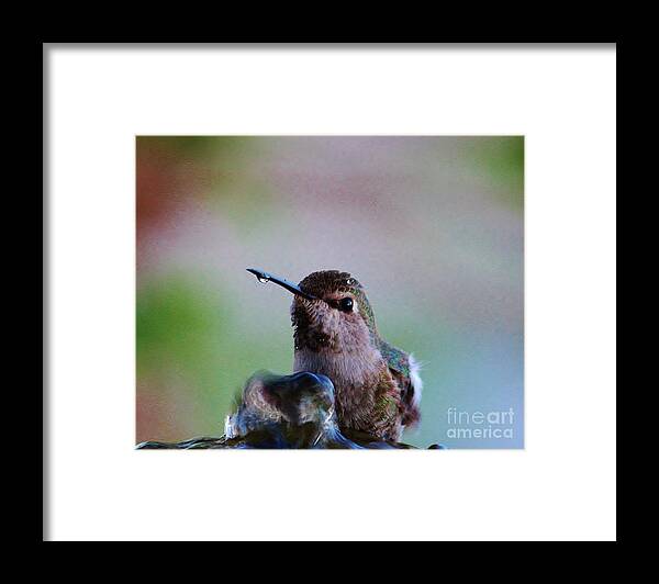 Hummingbird Framed Print featuring the photograph Bubble Bath by Marcia Breznay