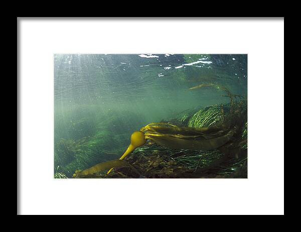 Feb0514 Framed Print featuring the photograph Bull Kelp Underwater Clayoquot Sound #2 by Flip Nicklin