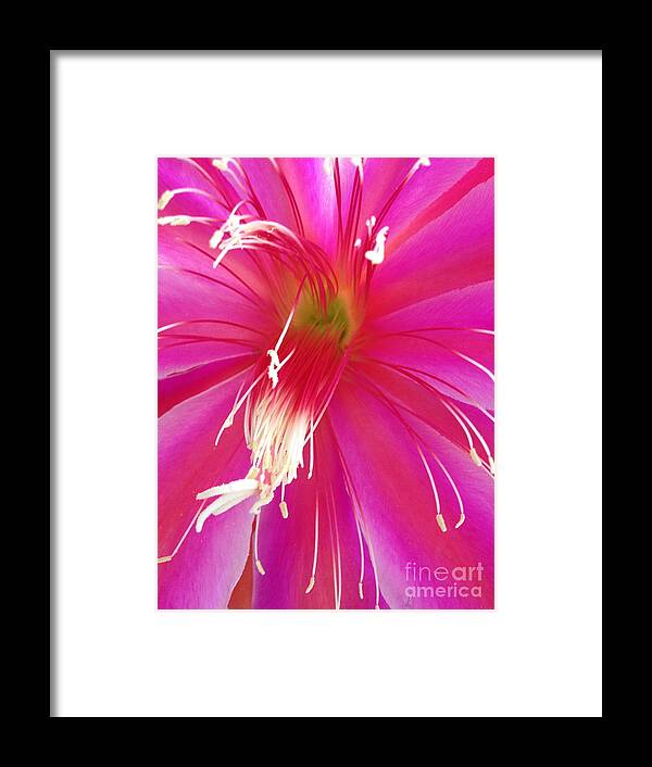 Cactus Flower Framed Print featuring the photograph Cactus Flower #2 by Jacklyn Duryea Fraizer