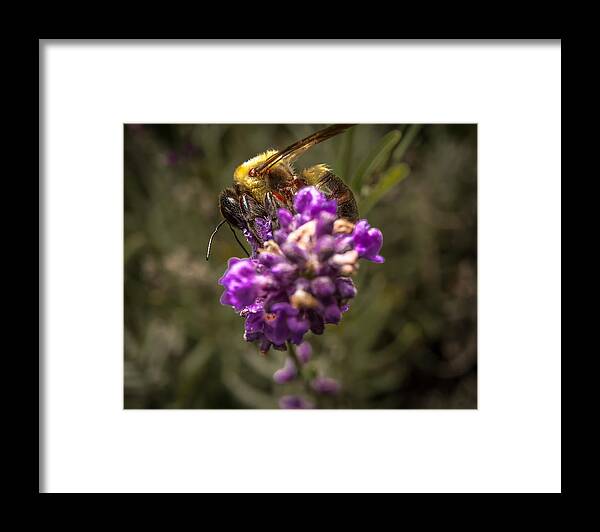 Flower Framed Print featuring the photograph Carpenter Bee on a Lavender Spike by Ron Pate