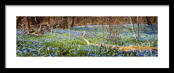Flowers Framed Print featuring the photograph Carpet of blue flowers in spring forest 1 by Elena Elisseeva