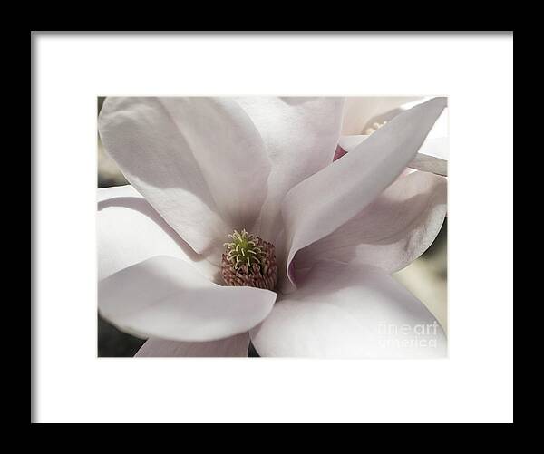 Magnolia Framed Print featuring the photograph Center Of Attention #1 by Arlene Carmel