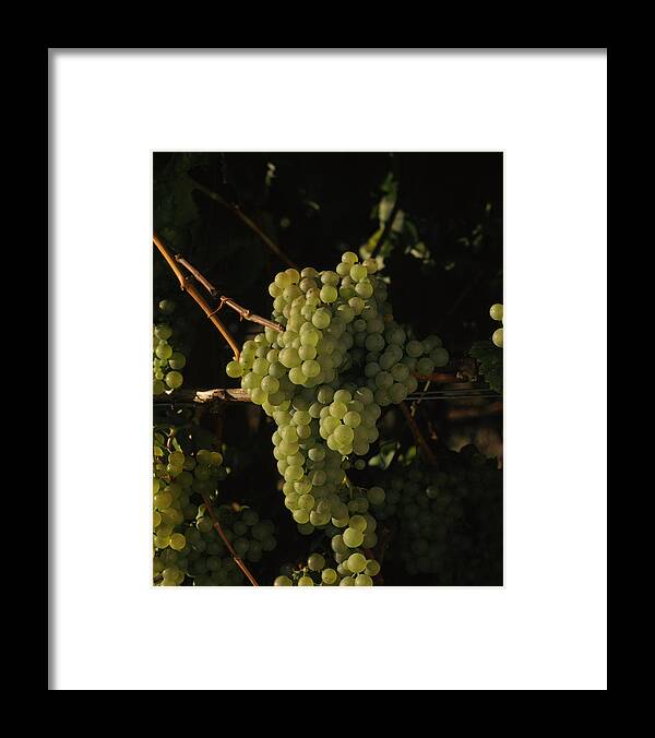 Photography Framed Print featuring the photograph Chardonnay Grapes In Vineyard, Carneros #2 by Panoramic Images