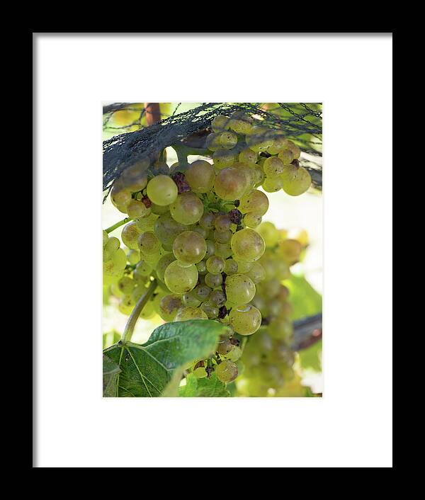 Photography Framed Print featuring the photograph Chardonnay Grapes On Vine #2 by Panoramic Images