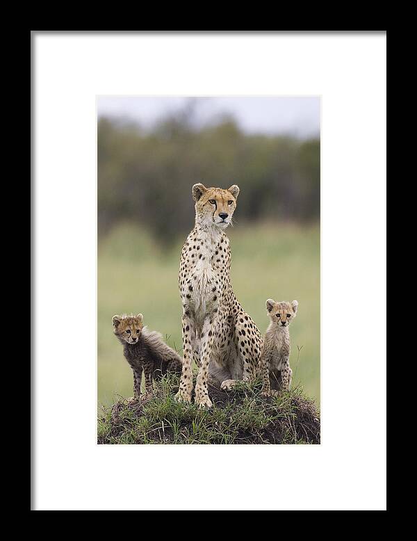 Mp Framed Print featuring the photograph Cheetah Mother And Cubs Maasai Mara by Suzi Eszterhas
