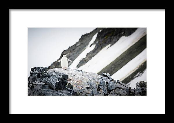 Animals In The Wild Framed Print featuring the photograph Chinstrap Penguin, Orne Harbour #2 by Andrew Peacock
