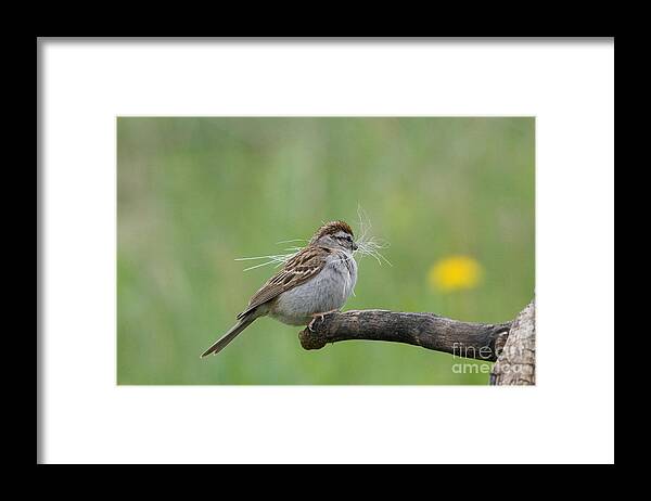 Spizella Passerina Framed Print featuring the photograph Chipping Sparrow #2 by Linda Freshwaters Arndt