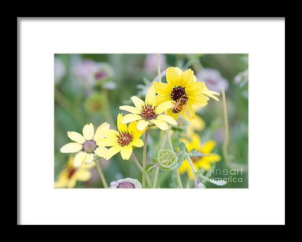Bee Framed Print featuring the photograph Chocolate for Breakfast by Tamara Becker