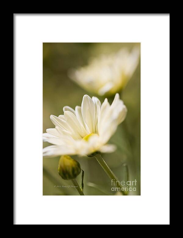 Chrysanthemum Framed Print featuring the photograph Chrysanthemum Flowers #3 by Richard J Thompson 