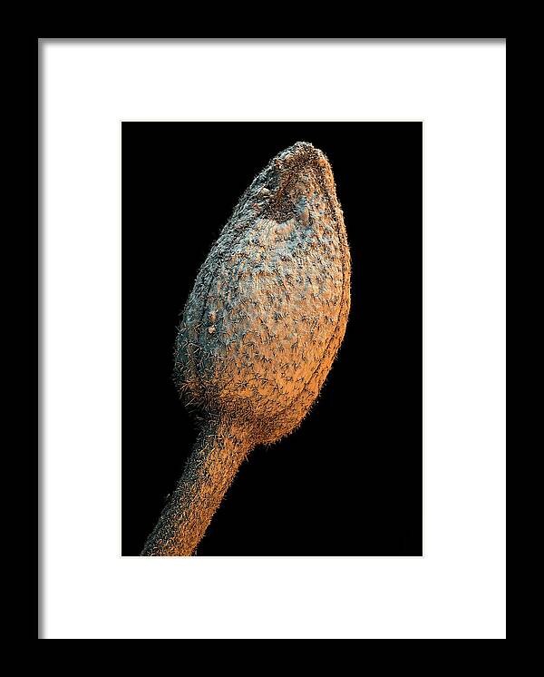 Cocoa Tree Framed Print featuring the photograph Cocoa Tree Flower #2 by Stefan Diller