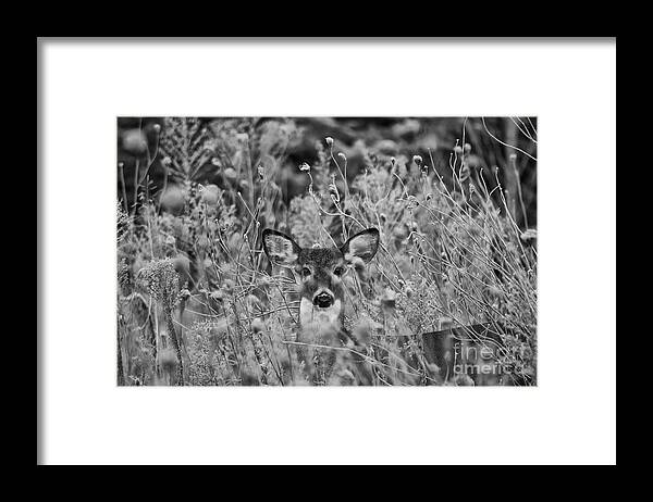 Deer Framed Print featuring the photograph Cold Winter Morning #2 by Wilma Birdwell