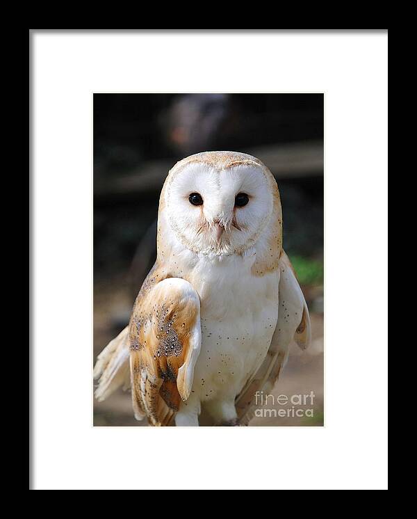 Common Framed Print featuring the photograph Common Barn Owl #2 by David Fowler