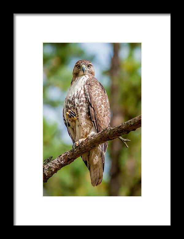 Hawk Framed Print featuring the photograph Coopers Hawk Perched On Tree Watching For Small Prey #2 by Alex Grichenko