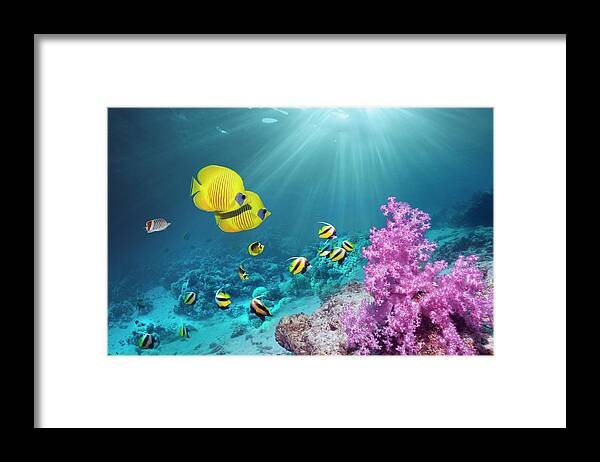 Tranquility Framed Print featuring the photograph Coral Reef With Butterflyfish #2 by Georgette Douwma