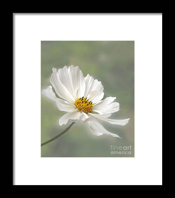 Photography Framed Print featuring the photograph Cosmos Flower in White by Kaye Menner