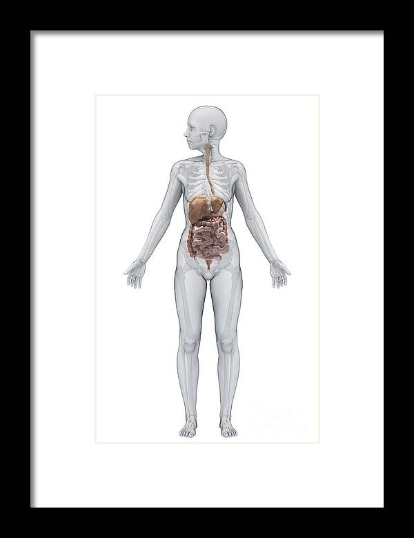 Ascending Colon Framed Print featuring the photograph Digestive System Female #2 by Science Picture Co