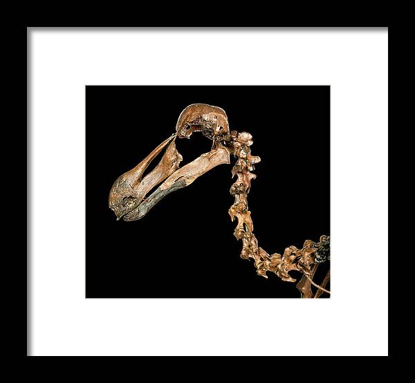 Anatomy Framed Print featuring the photograph Dodo Skeleton #2 by Natural History Museum, London
