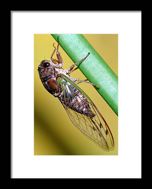 Animal Framed Print featuring the photograph Dogday Harvestfly Cicada #2 by Millard H. Sharp