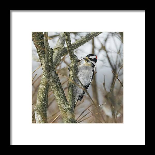 Woodpecker Framed Print featuring the photograph Downy Woodpecker by Holden The Moment