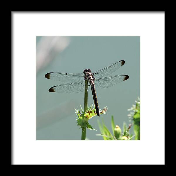 Nature Framed Print featuring the photograph Dragonfly #4 by John Freidenberg