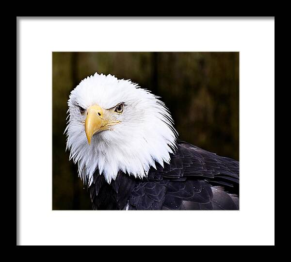 Royal Princess Framed Print featuring the photograph Eagle #2 by Bill Howard