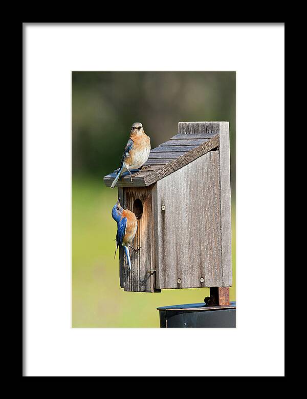 Adult Framed Print featuring the photograph Eastern Bluebird (sialia Sialis #2 by Larry Ditto