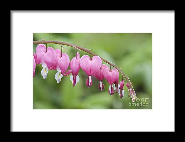 Bleeding Hearts Framed Print featuring the photograph Hang in There by Patty Colabuono